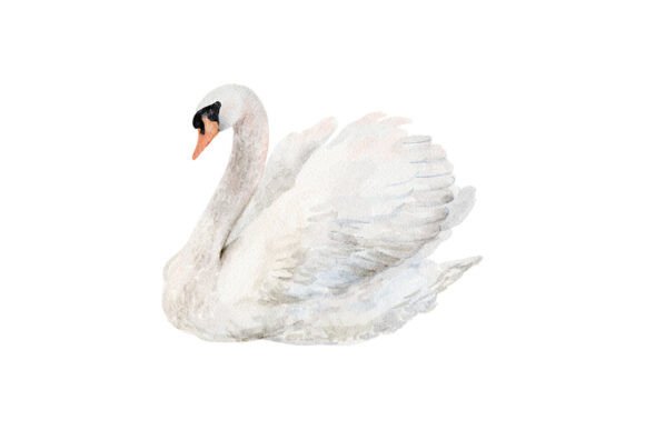 Elevate Your Designs with a Watercolor White Swan PNG Clipart
